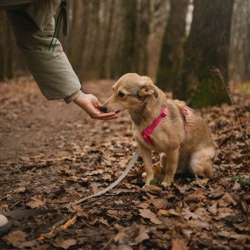 Собаки в добрые руки - Руся - 2
