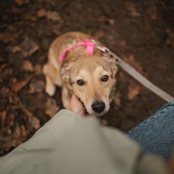 Собаки в добрые руки - Руся - 3