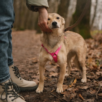 Собаки в добрые руки - Руся - 4