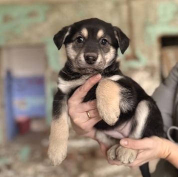 Флора - Собаки в добрые руки