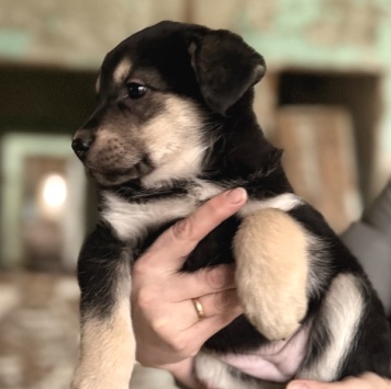 Собаки в добрые руки - Флора - 1