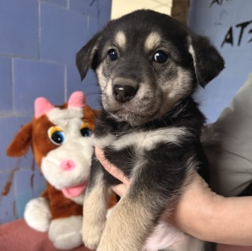 Собаки в добрые руки - Флора - 2