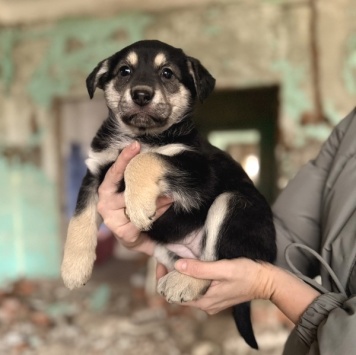 Собаки в добрые руки - Флора - 3