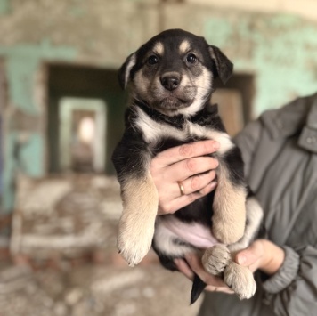 Собаки в добрые руки - Флора - 4