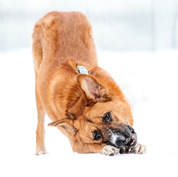Собаки в добрые руки - Софина
