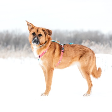 Собаки в добрые руки - Софина - 1