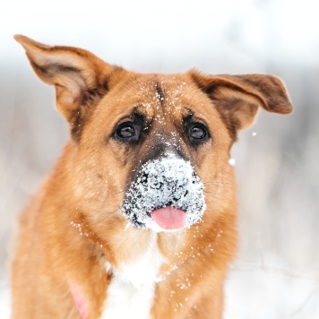Собаки в добрые руки - Софина - 2