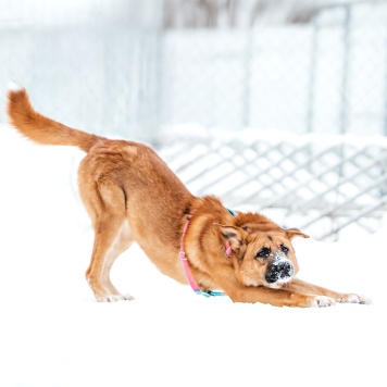 Собаки в добрые руки - Софина - 3