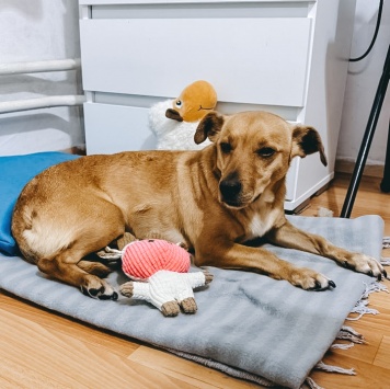 Собаки в добрые руки - Тея - 1