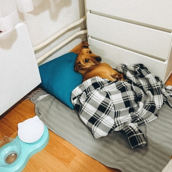 Собаки в добрые руки - Тея - 3