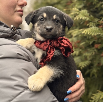 Собаки в добрые руки - Пуговка - 1