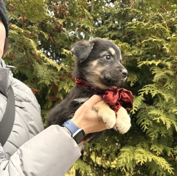 Собаки в добрые руки - Пуговка - 2