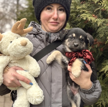 Собаки в добрые руки - Пуговка - 3