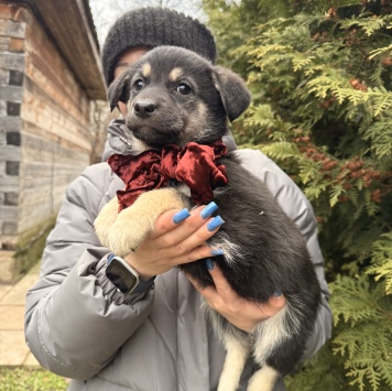 Собаки в добрые руки - Пуговка - 4