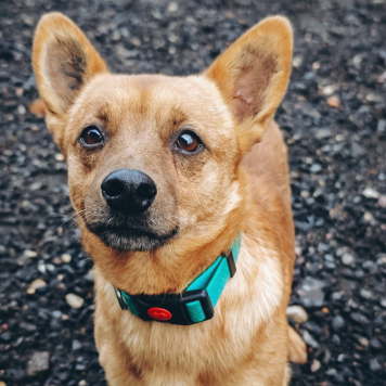 Собаки в добрые руки - Тони - 3