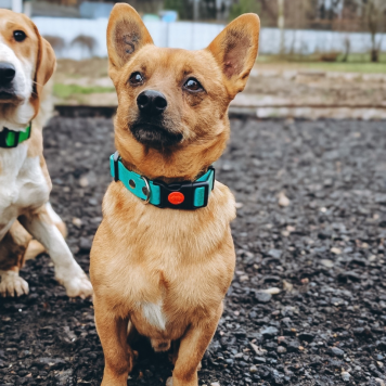 Собаки в добрые руки - Тони - 4