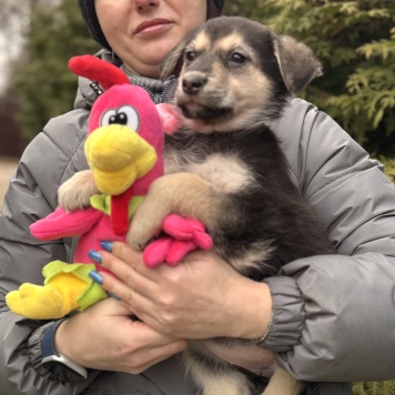 Собаки в добрые руки - Рози - 1