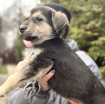 Собаки в добрые руки - Рози - 2