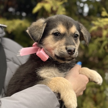 Собаки в добрые руки - Рози - 3