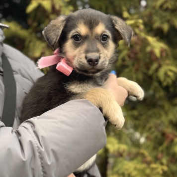 Собаки в добрые руки - Рози - 4