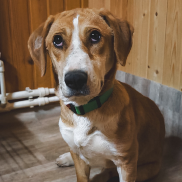 Собаки в добрые руки - Савита - 1