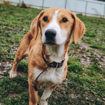 Собаки в добрые руки - Савита - 2