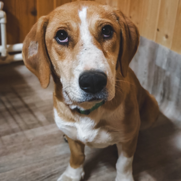 Собаки в добрые руки - Савита - 3