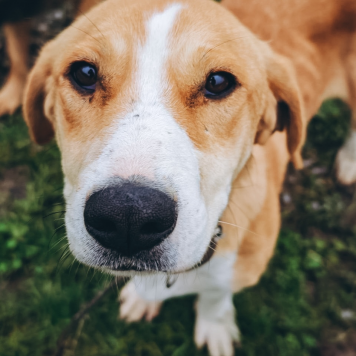 Собаки в добрые руки - Савита - 4