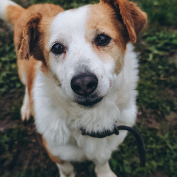 Собаки в добрые руки - Аниса - 1