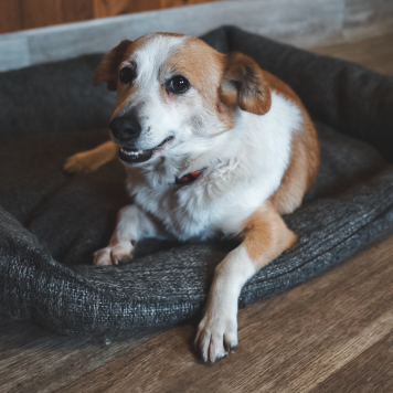 Собаки в добрые руки - Аниса - 3