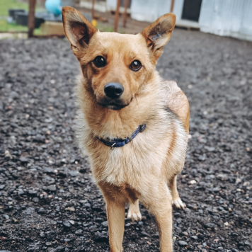 Собаки в добрые руки - Виша - 1
