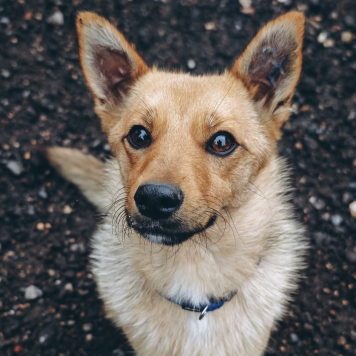 Собаки в добрые руки - Виша - 4