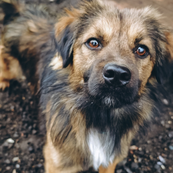 Собаки в добрые руки - Амор - 1