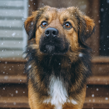 Собаки в добрые руки - Амор - 2