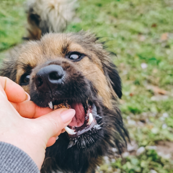 Собаки в добрые руки - Амор - 3
