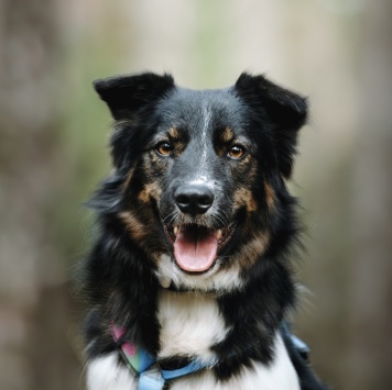 Собаки в добрые руки - Альфина
