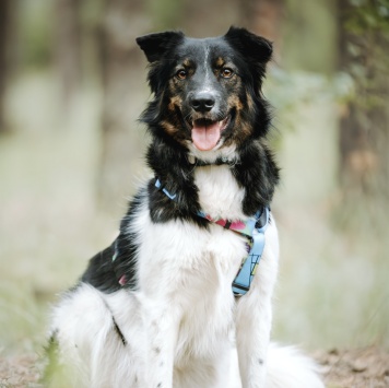 Собаки в добрые руки - Альфина - 1