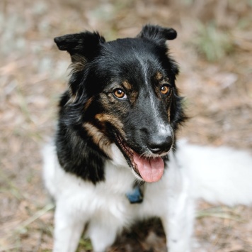 Собаки в добрые руки - Альфина - 2