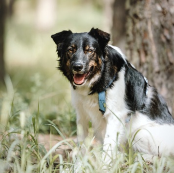 Собаки в добрые руки - Альфина - 3