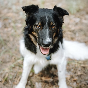 Собаки в добрые руки - Альфина - 4