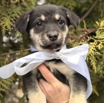 Собаки в добрые руки - Аля - 1