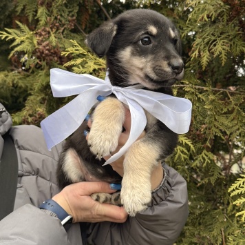 Собаки в добрые руки - Аля - 2