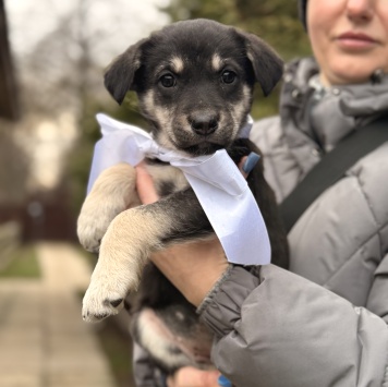 Собаки в добрые руки - Аля - 4