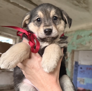 Фиби - Собаки в добрые руки