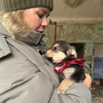 Собаки в добрые руки - Фиби - 1