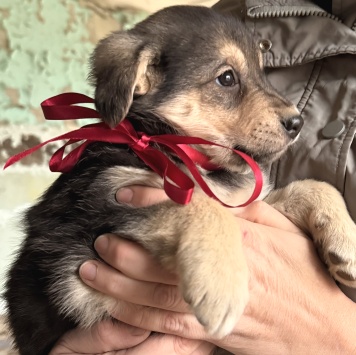 Собаки в добрые руки - Фиби - 3