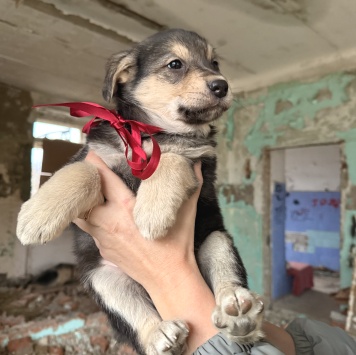 Собаки в добрые руки - Фиби - 4