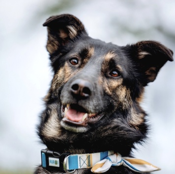 Собаки в добрые руки - Бруно