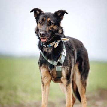 Собаки в добрые руки - Бруно - 1