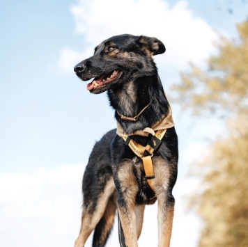 Собаки в добрые руки - Бруно - 3